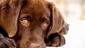 Typické komplikácie po očkovaní šteniatka